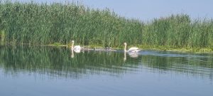 Plimbări în Delta Dunării